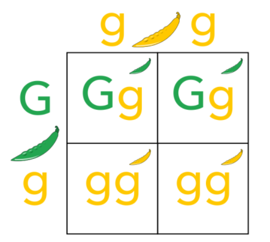 A basic Punnett Square .png